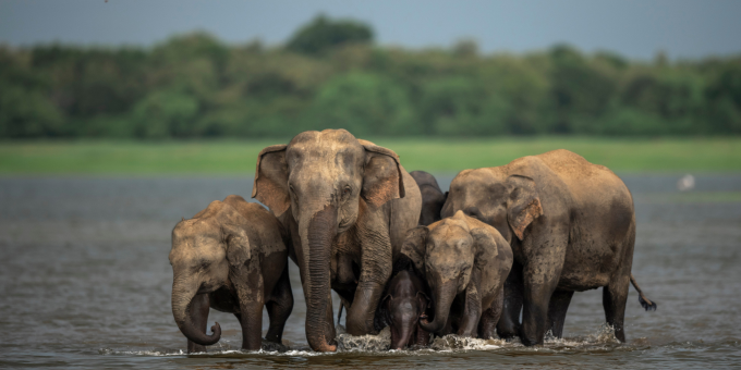 Wilpattu National Park